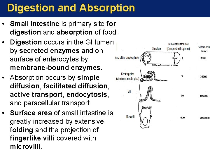 Digestion and Absorption • Small intestine is primary site for digestion and absorption of