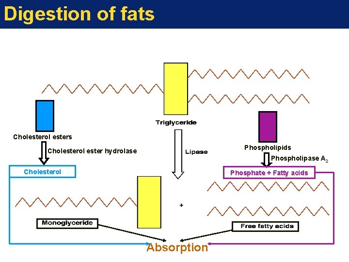 Digestion of fats Cholesterol esters Phospholipids Cholesterol ester hydrolase Phospholipase A 2 Cholesterol Phosphate