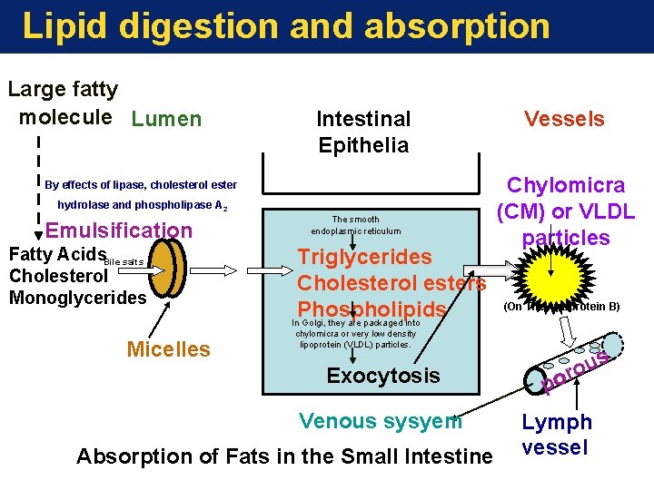 Lipid digestion and absorption Large fatty molecule Lumen Intestinal Epithelia By effects of lipase,