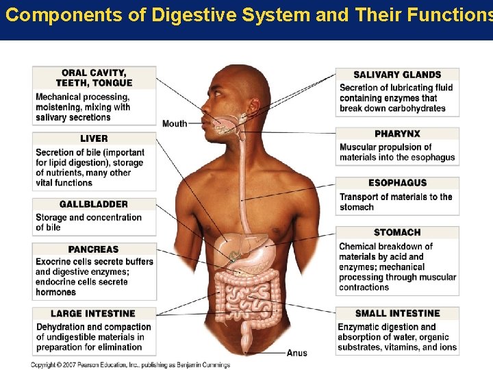 Components of Digestive System and Their Functions 