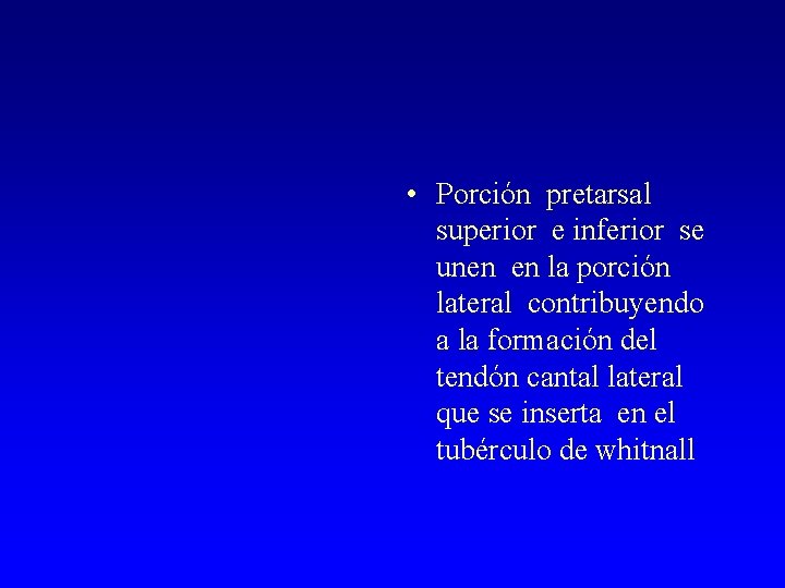  • Porción pretarsal superior e inferior se unen en la porción lateral contribuyendo