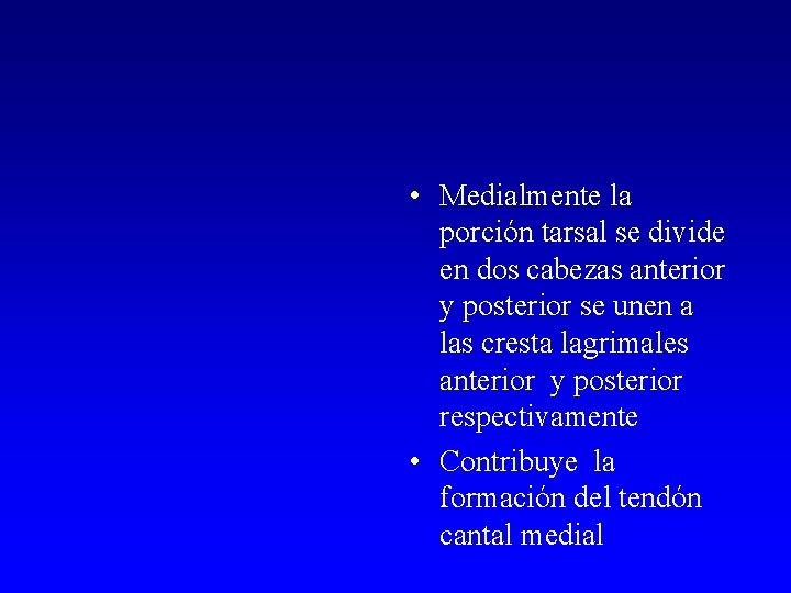  • Medialmente la porción tarsal se divide en dos cabezas anterior y posterior