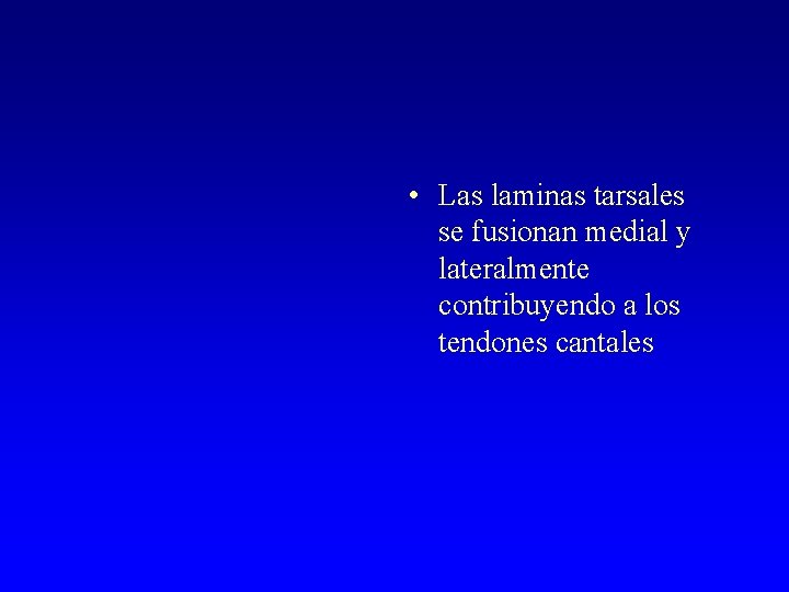  • Las laminas tarsales se fusionan medial y lateralmente contribuyendo a los tendones