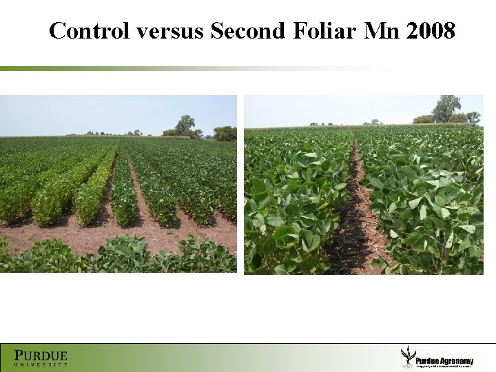 Control versus Second Foliar Mn 2008 