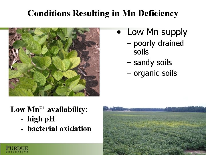 Conditions Resulting in Mn Deficiency • Low Mn supply – poorly drained soils –