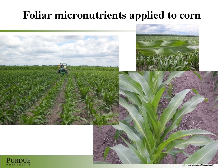 Foliar micronutrients applied to corn 