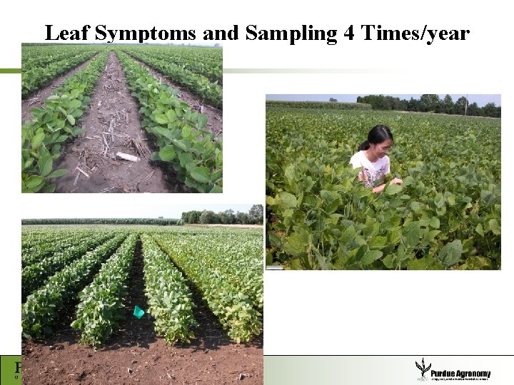 Leaf Symptoms and Sampling 4 Times/year 