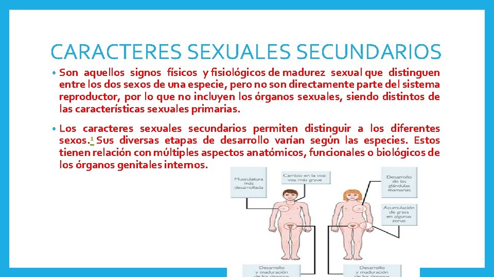 CARACTERES SEXUALES SECUNDARIOS • Son aquellos signos físicos y fisiológicos de madurez sexual que