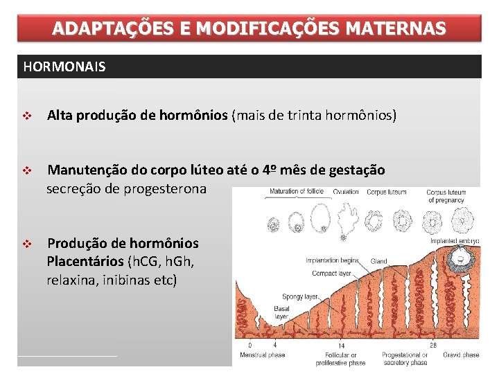 ADAPTAÇÕES E MODIFICAÇÕES MATERNAS HORMONAIS v Alta produção de hormônios (mais de trinta hormônios)