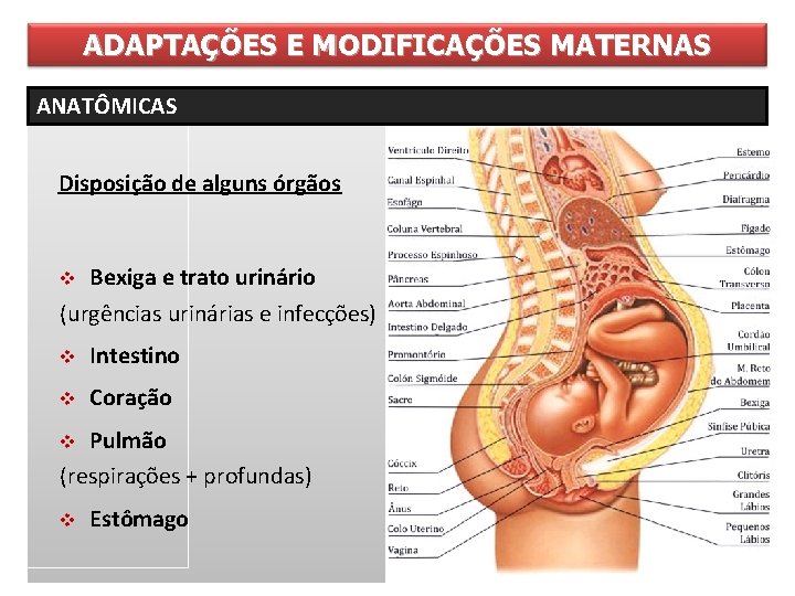 ADAPTAÇÕES E MODIFICAÇÕES MATERNAS ANATÔMICAS Disposição de alguns órgãos Bexiga e trato urinário (urgências