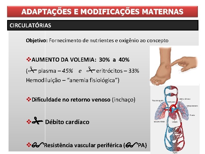 ADAPTAÇÕES E MODIFICAÇÕES MATERNAS CIRCULATÓRIAS Objetivo: Fornecimento de nutrientes e oxigênio ao concepto v.