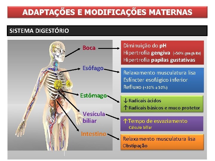 ADAPTAÇÕES E MODIFICAÇÕES MATERNAS SISTEMA DIGESTÓRIO Boca v AUMENTO DA Esôfago v DÉBITO CARDÍACO