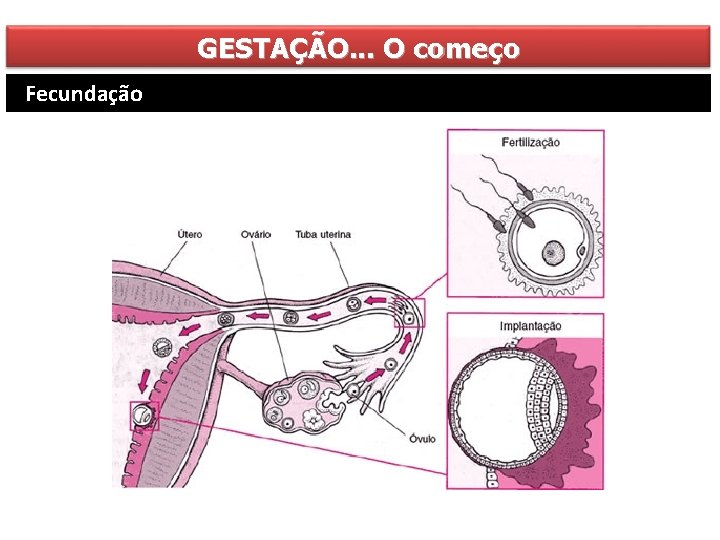 GESTAÇÃO. . . O começo Fecundação 