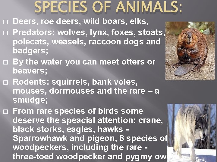 � � � SPECIES OF ANIMALS: Deers, roe deers, wild boars, elks, Predators: wolves,