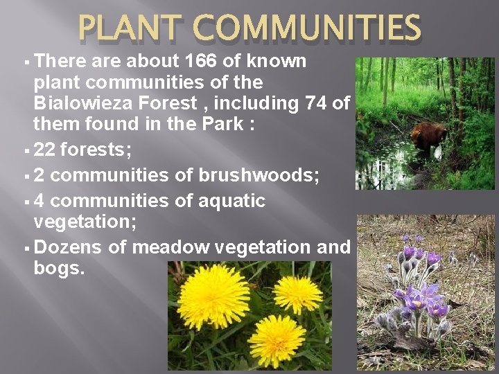 PLANT COMMUNITIES There about 166 of known plant communities of the Bialowieza Forest ,