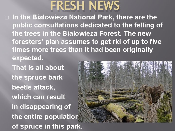 � FRESH NEWS In the Bialowieza National Park, there are the public consultations dedicated