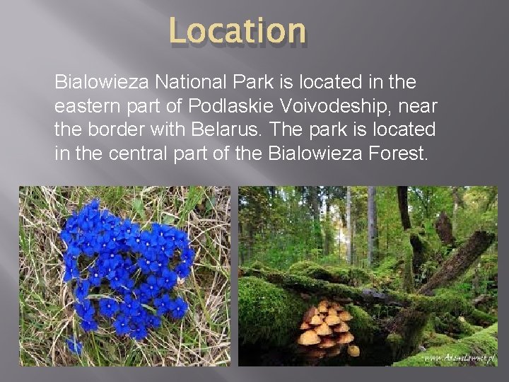 Location Bialowieza National Park is located in the eastern part of Podlaskie Voivodeship, near