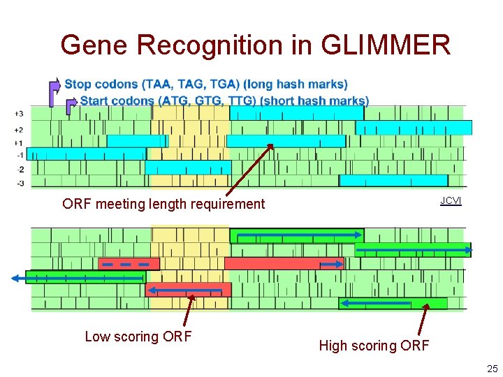 Gene Recognition in GLIMMER JCVI ORF meeting length requirement Low scoring ORF High scoring