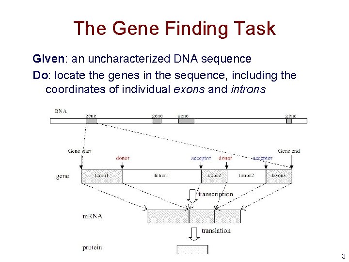 The Gene Finding Task Given: an uncharacterized DNA sequence Do: locate the genes in