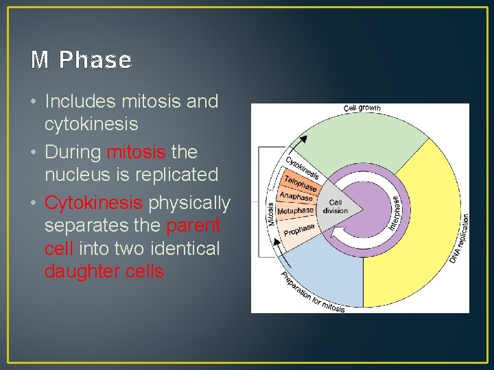 M Phase • Includes mitosis and cytokinesis • During mitosis the nucleus is replicated