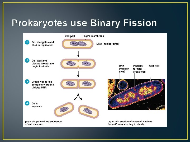 Prokaryotes use Binary Fission 