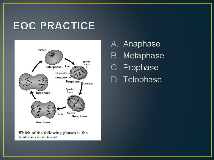 EOC PRACTICE A. B. C. D. Anaphase Metaphase Prophase Telophase 