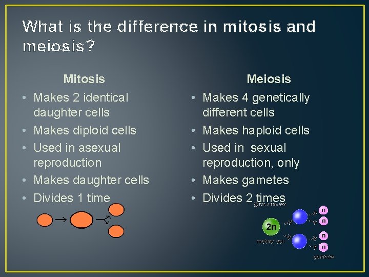 What is the difference in mitosis and meiosis? Mitosis • Makes 2 identical daughter
