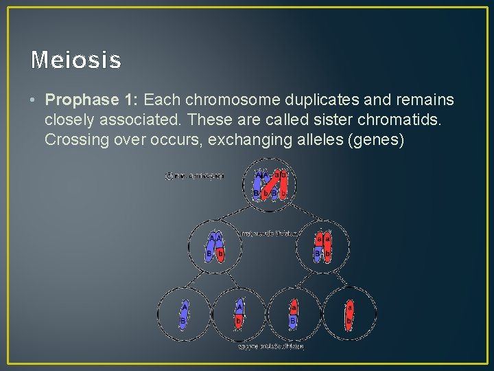 Meiosis • Prophase 1: Each chromosome duplicates and remains closely associated. These are called