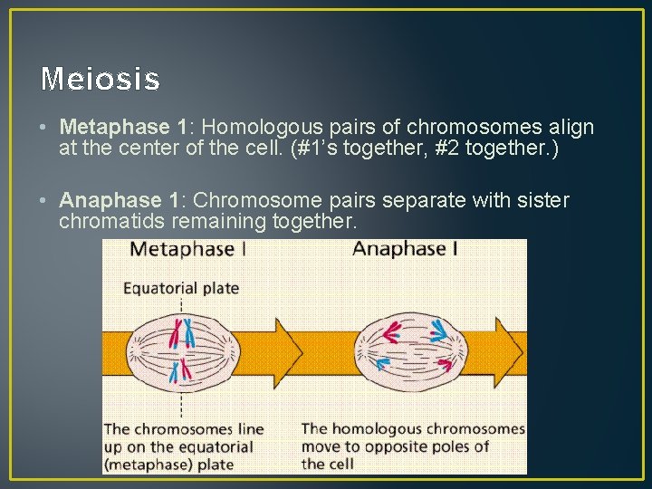 Meiosis • Metaphase 1: Homologous pairs of chromosomes align at the center of the