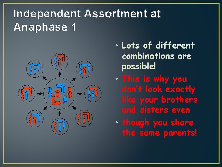 Independent Assortment at Anaphase 1 • Lots of different combinations are possible! • This