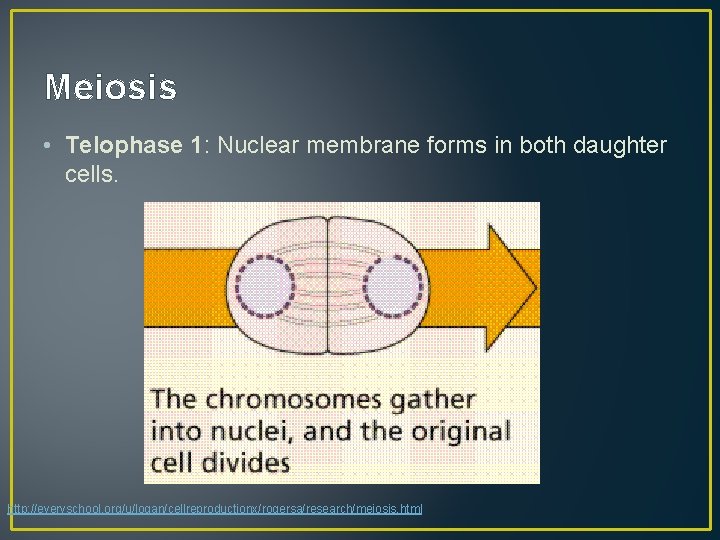 Meiosis • Telophase 1: Nuclear membrane forms in both daughter cells. http: //everyschool. org/u/logan/cellreproductionx/rogersa/research/meiosis.