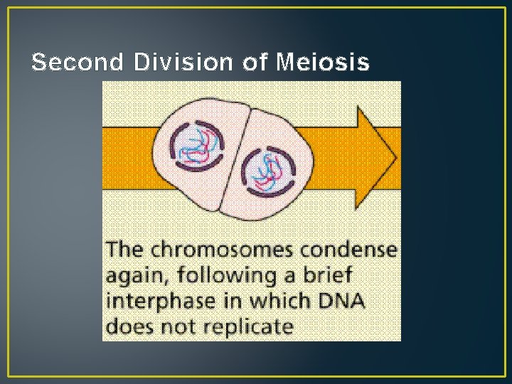 Second Division of Meiosis 