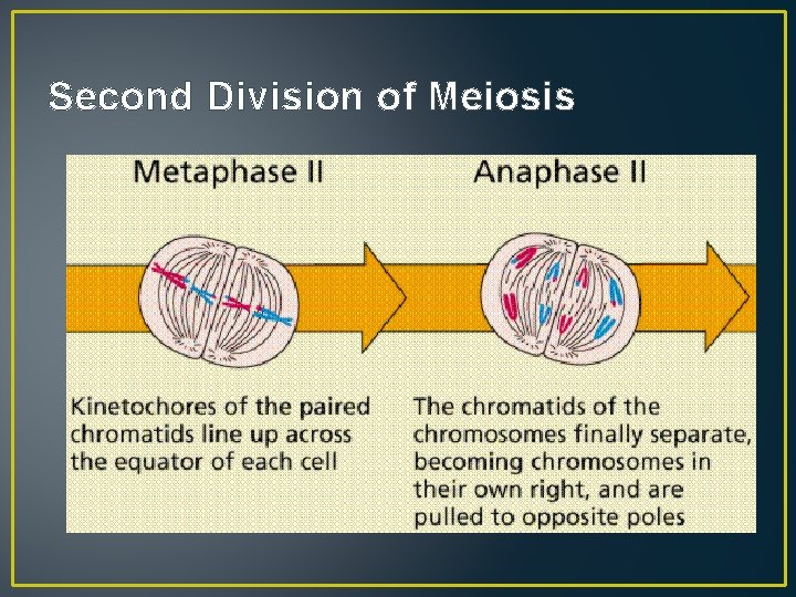 Second Division of Meiosis 