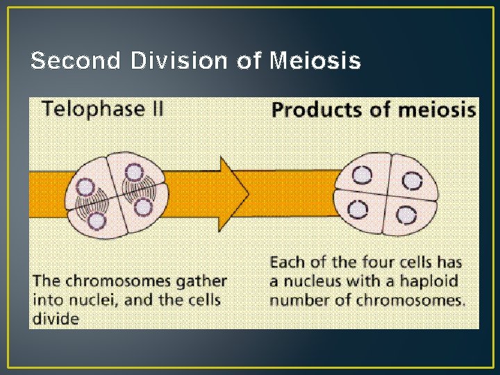 Second Division of Meiosis 