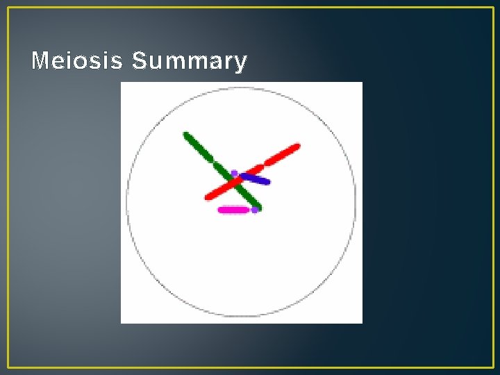 Meiosis Summary 