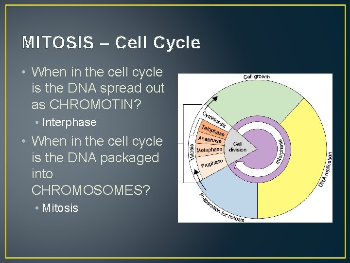 MITOSIS – Cell Cycle • When in the cell cycle is the DNA spread