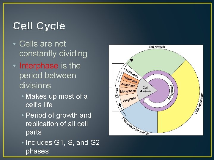 Cell Cycle • Cells are not constantly dividing • Interphase is the period between