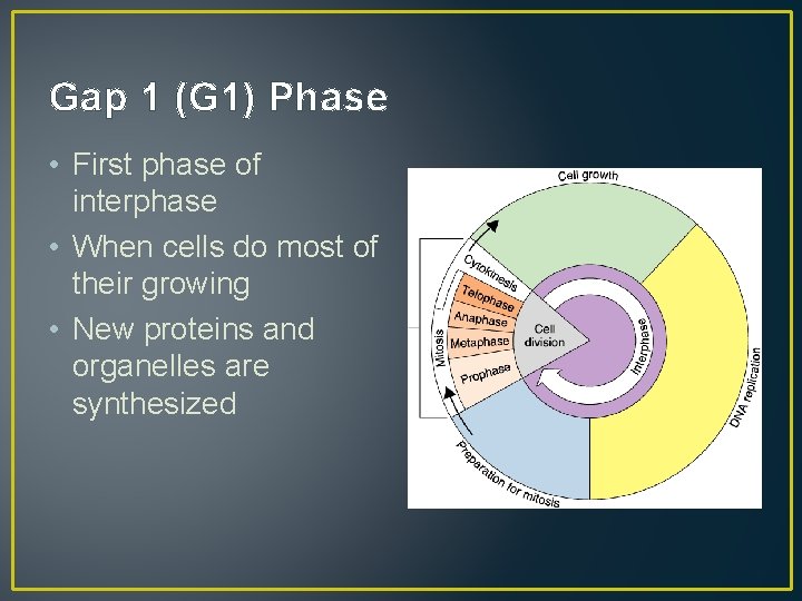 Gap 1 (G 1) Phase • First phase of interphase • When cells do