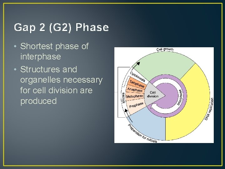 Gap 2 (G 2) Phase • Shortest phase of interphase • Structures and organelles