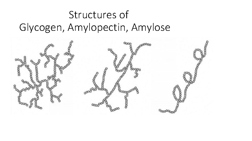 Structures of Glycogen, Amylopectin, Amylose 