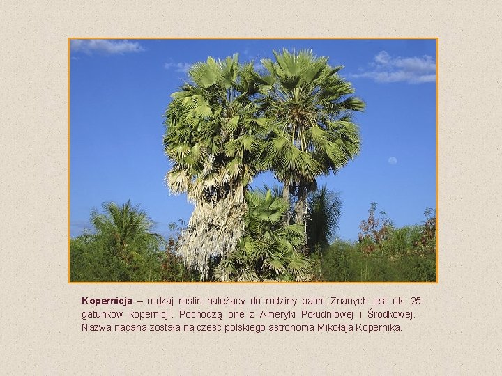 Kopernicja – rodzaj roślin należący : do rodziny palm. Znanych jest ok. 25 gatunków