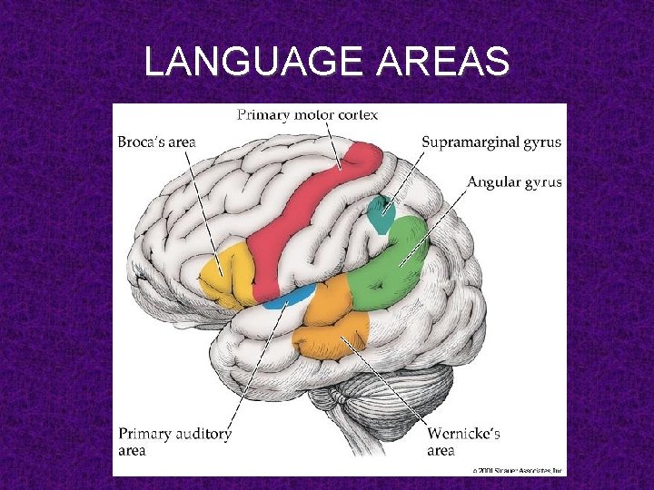 LANGUAGE AREAS 