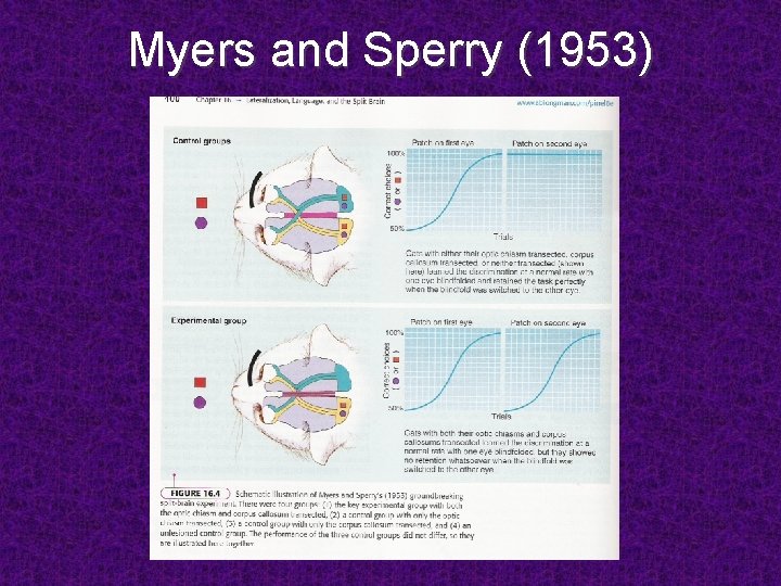 Myers and Sperry (1953) 