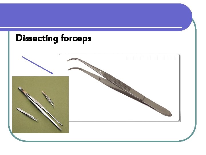 Dissecting forceps 