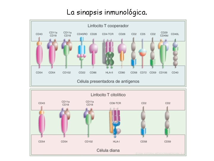 La sinapsis inmunológica. 