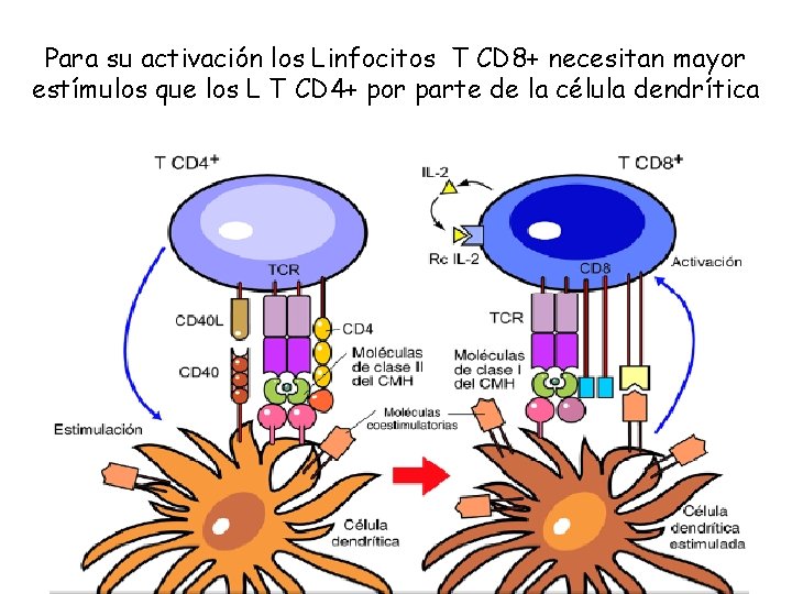 Para su activación los Linfocitos T CD 8+ necesitan mayor estímulos que los L