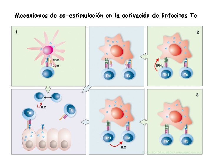 Mecanismos de co-estimulación en la activación de linfocitos Tc 