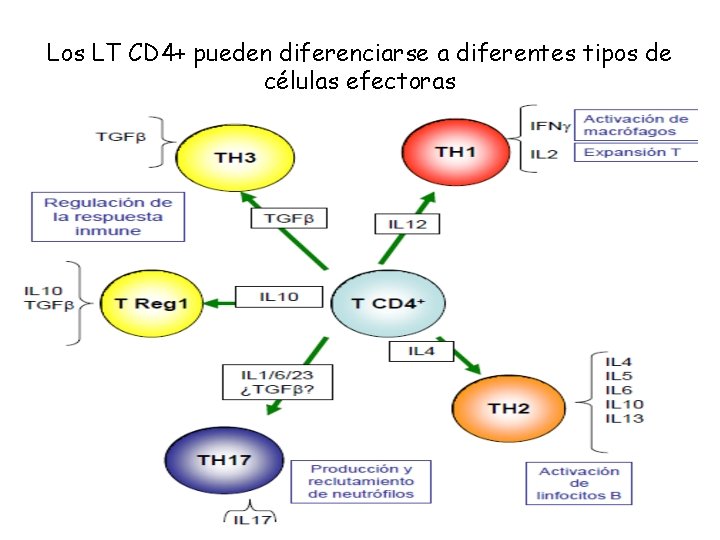 Los LT CD 4+ pueden diferenciarse a diferentes tipos de células efectoras 