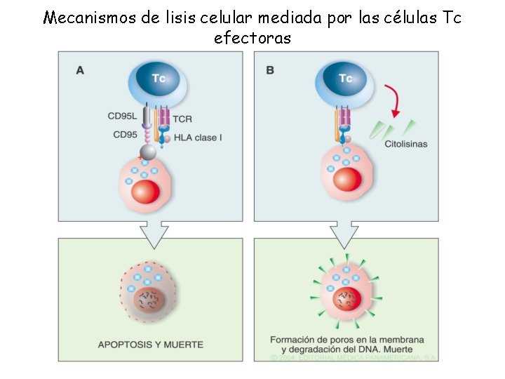 Mecanismos de lisis celular mediada por las células Tc efectoras 