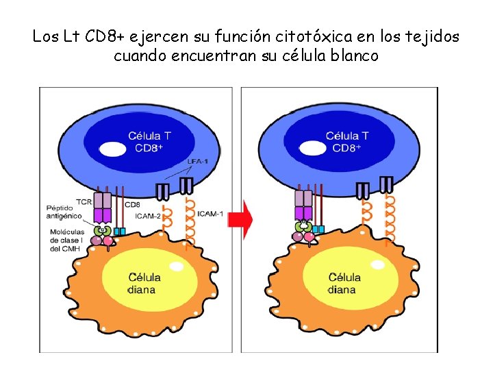 Los Lt CD 8+ ejercen su función citotóxica en los tejidos cuando encuentran su